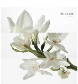 Eau de narcisse bleu - Eau de Cologne